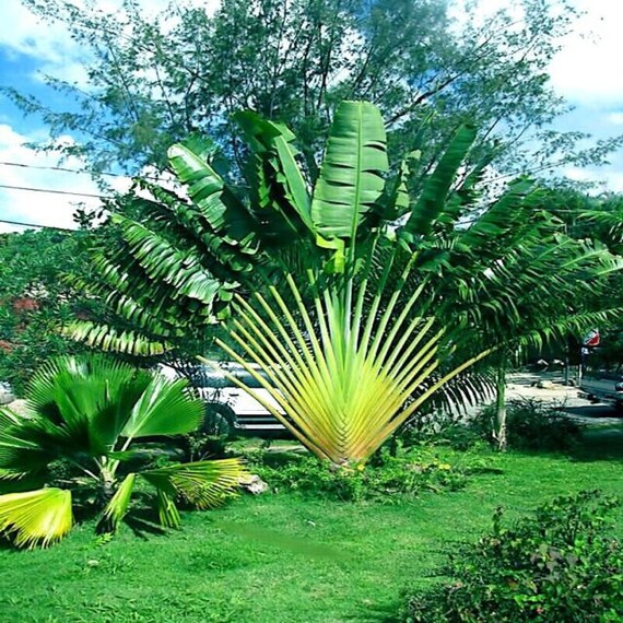 Ravenala sp. 'Honkondambo' – Red Travellers Palm – Buy seeds at