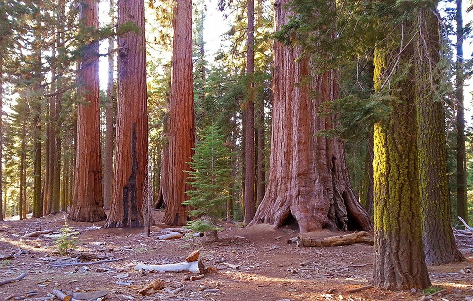 Tuolumne Grove of giants Sequoia