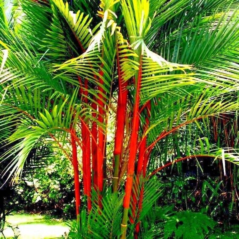 20 Red Sealing lipstick Palm Tree Seeds Etsy