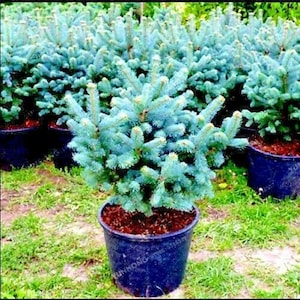 20 Baumsamen der Colorado-Blaufichte Picea pungens, immergrüne Bonsai-Landschaftsgestaltung Bild 1