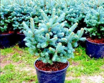 20 COLORADO BLUE SPRUCE (Picea pungens) Tree Seeds, Evergreen Bonsai Landscaping