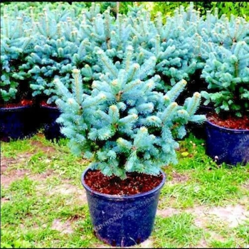 20 Baumsamen der Colorado-Blaufichte Picea pungens, immergrüne Bonsai-Landschaftsgestaltung Bild 1