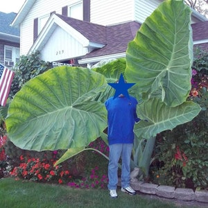 Homegrown Giant Colocasia Gigantea Elephant Ear Thai Plant Huge Leaf Garden Live Bulbs Seeds Plants