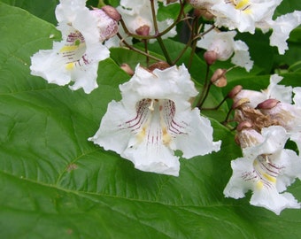 50+ Northern Catalpa Tree High-quality Seeds Catalpa Speciosa Garden Non-GMO