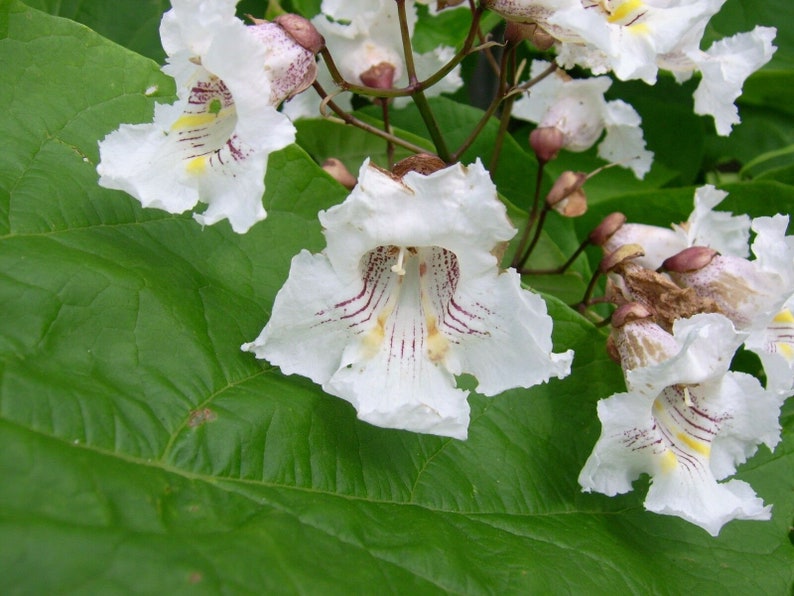 50 Northern Catalpa Tree High-quality Seeds Catalpa Speciosa Garden Non-GMO image 1