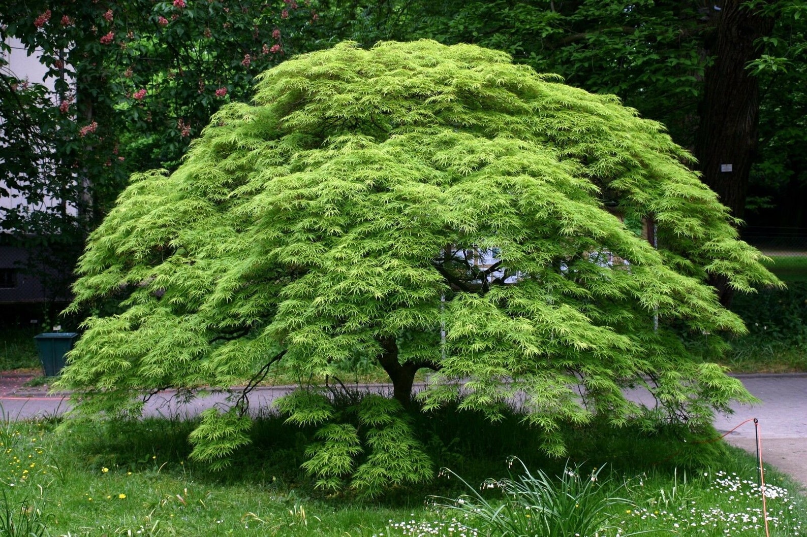25 Japanese Maple Tree Seeds Acer Palmatum Garden Nongmo Etsy
