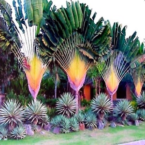 Travelers Palm Tree Seeds (Ravenala madagascariensis) Bird of Paradise  Plant (5 Seeds)