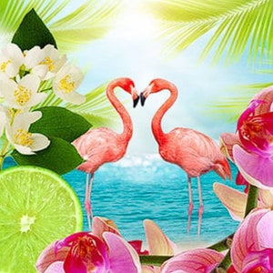 Flamingo Zest Body Wash Soap | Fruity Beach Scent | Sugar Scrub | Body Mist | Lotion Body Butter | Deodorant | Shampoo | Solid Fragrance
