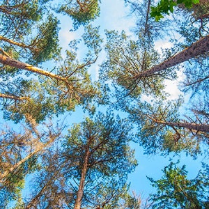 Cerulean Skies and Pine Body Wash | Woody Scent | Sugar Scrub | Body Spray | Body Butter-Lotion |Deodorant |Shampoo |Solid Fragrance