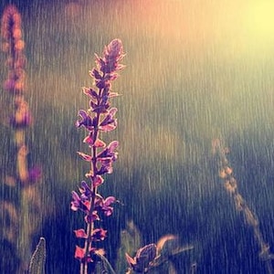 Patchouli Rain Body Wash | Sugar Scrub | Body Spray | Lotion Body Butter | Deodorant| Shampoo | Solid Fragrance| Vegan | Herby Fresh Scent