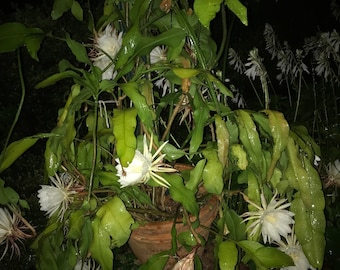 Cactus de floración nocturna Cereus