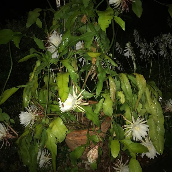 Cereus night blooming cactus