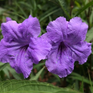 Wild petunia ruellia