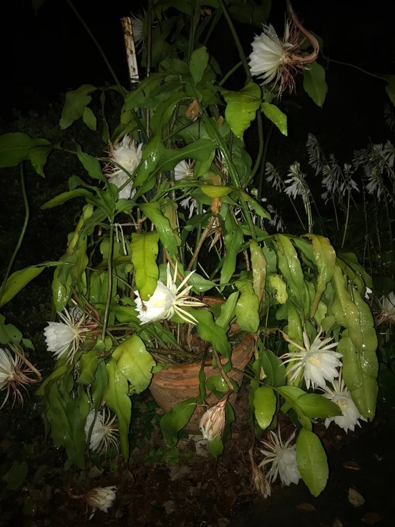 Blhender Kaktus der Cereus Nacht - Etsy.de