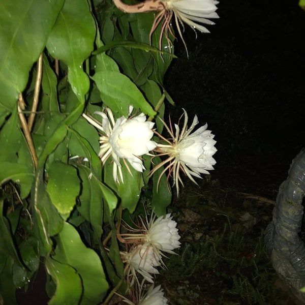 Cereus night blooming cactus