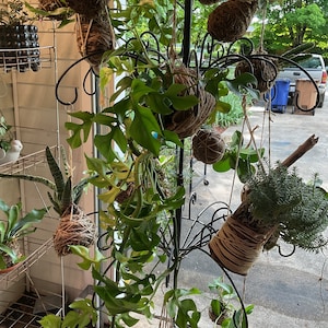 kokedama