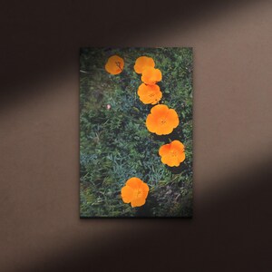 The Seven on Canvas or Metal - Golden Orange California Poppy Photograph