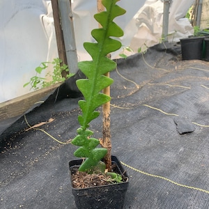 Zig Zag Epiphyllum Orchidee Kaktus schneiden mit Wurzeln