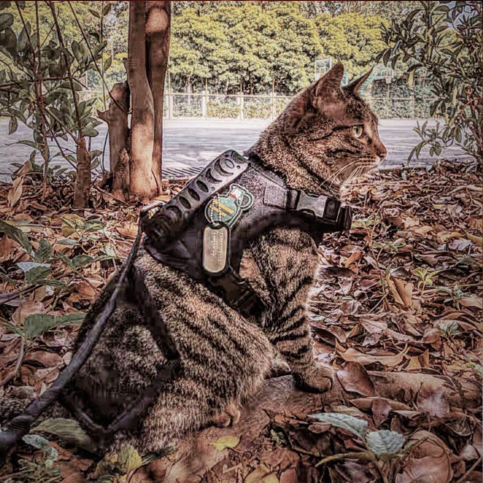 Service Cat Vest - Etsy Service Cat Vest - Etsy