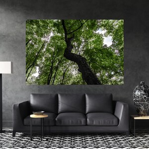 Nature Photography, Forest Canvas, Nature Canvas Print, Nature Wall Art, Forest Wall Art, Nature Canvas Wall Art, Forest Photography Print