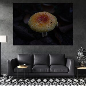 Nature Photography, Nature Canvas Print, Nature Wall Art, Mushroom Photography, Mushroom Print, Nature Canvas Wall Art, Mushroom Canvas