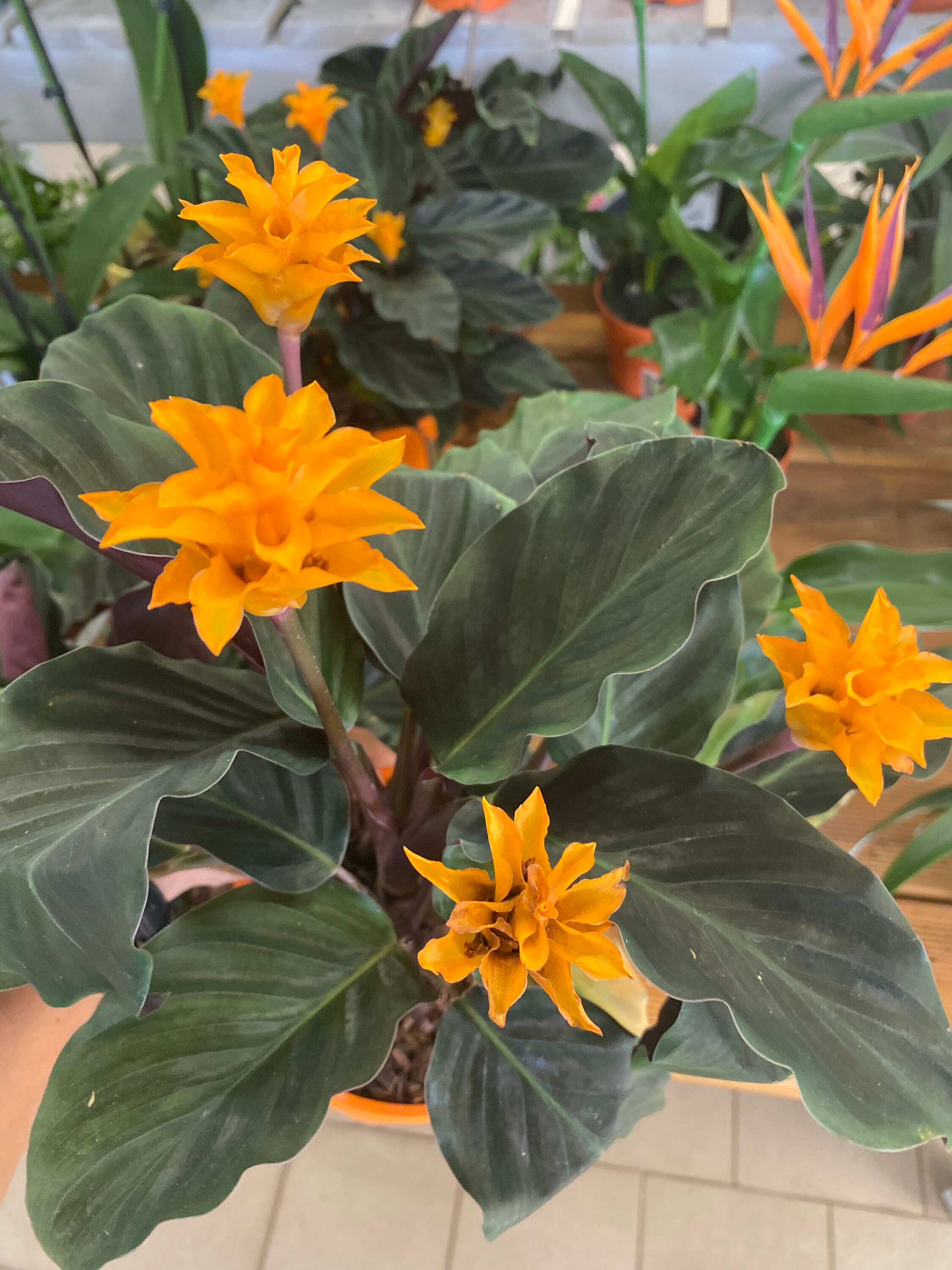 Calathea Crocata-Eternal Flame Plant Calathée Safranée | Etsy