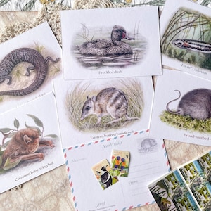 Cartes postales d'animaux australiens, animaux sauvages rares, nature, scinque-chêne des Alpes, rat à dents larges, microchauve