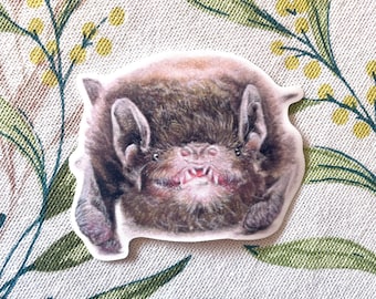 Australian animal stickers, microbat, Juvenile Gould's Wattled Bat sticker, bat illustration sticker art, gloss laminate, water resistant