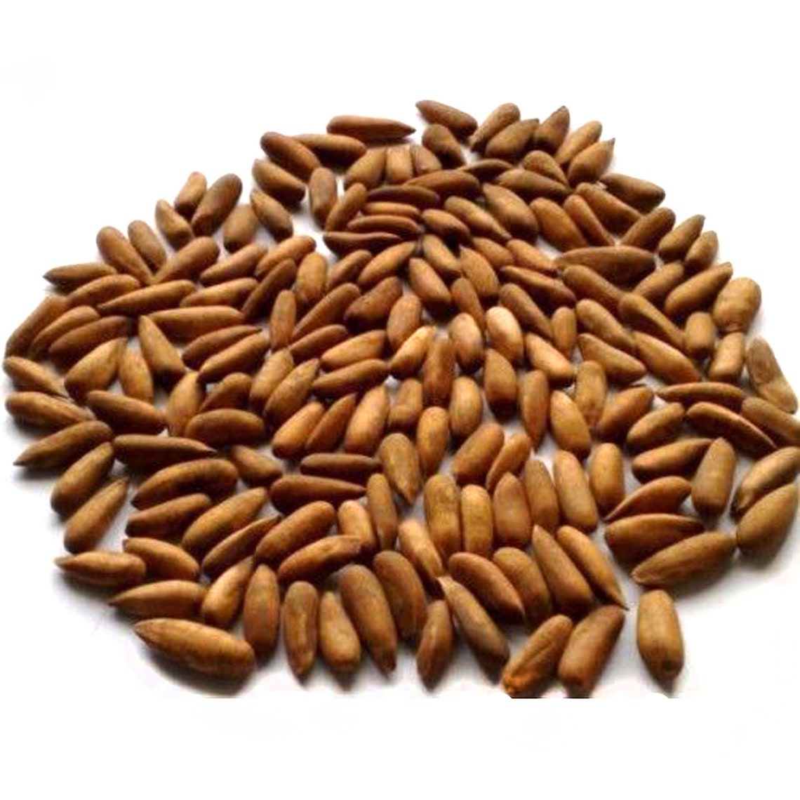 Pine Nuts Chilgoza Premium Quality Pine Nuts Whole Pine from Etsy