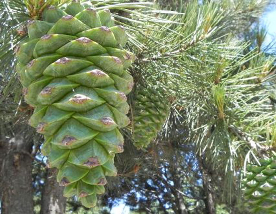 Pine Nuts Chilgoza Premium Quality Pine Nuts Whole Pine from Etsy