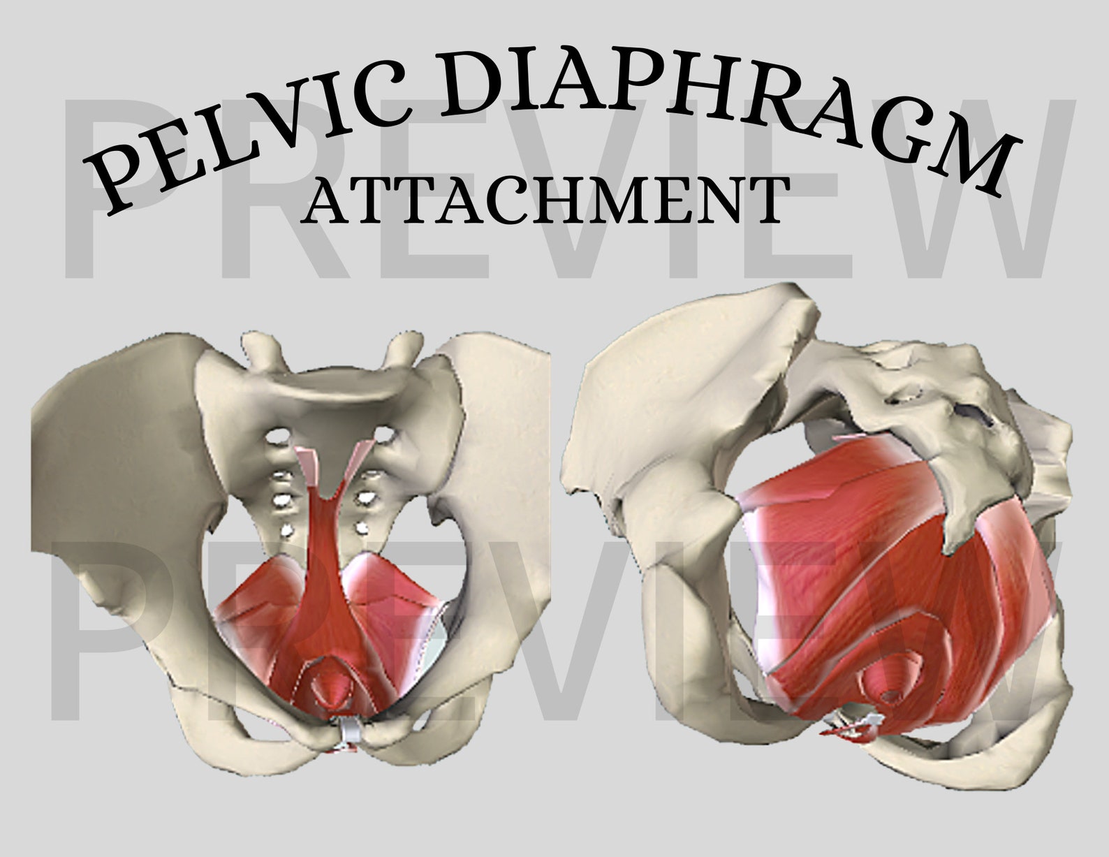 Digital Download Pelvic Diaphragm Attachment Etsy