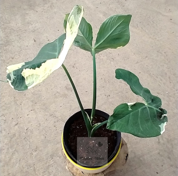 18+ Red Elephant Ear Plant