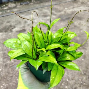 May include: A vibrant green Hoya plant with glossy, oval-shaped leaves. The plant is in a dark green pot and has long, slender stems. The leaves are covered in water droplets, suggesting recent watering. The plant is held by a gloved hand.
