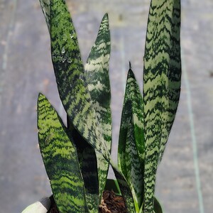 May include: A green pot with a snake plant with dark green and light green striped leaves.