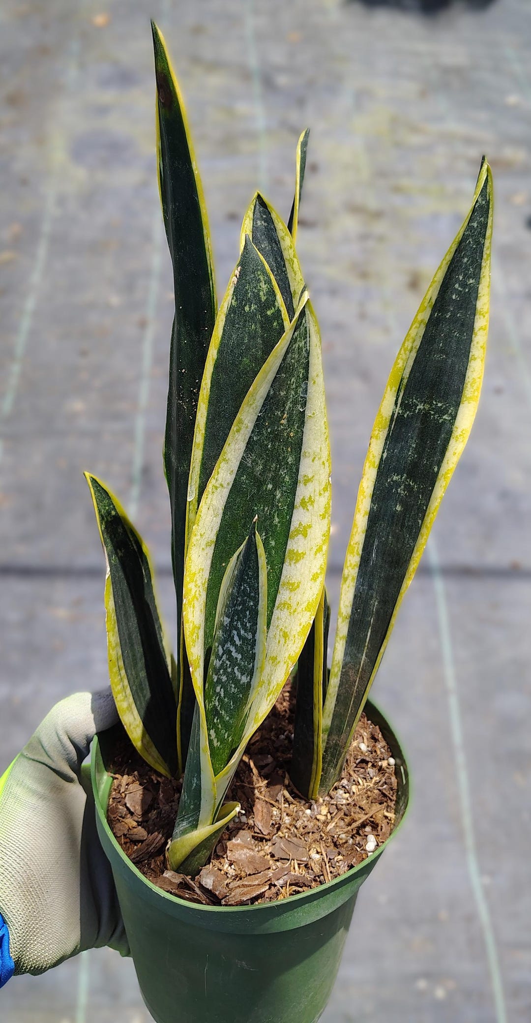 Sansevieria Trifasciata Laurentii - Ø25cm - ↕85cm main image 0