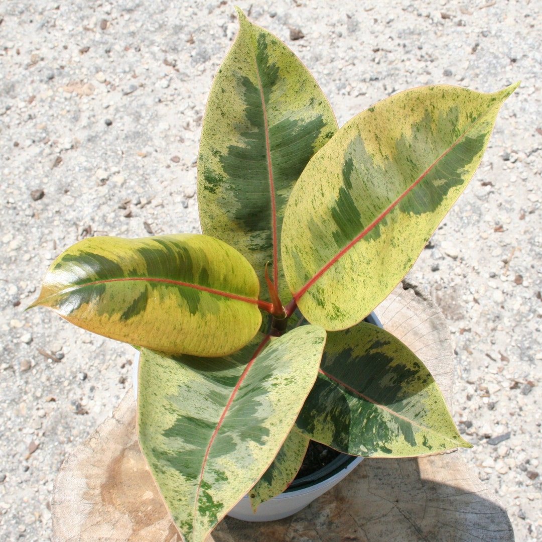 Ficus Elastica moonshine Shivereana RARE in MED Pots - Etsy