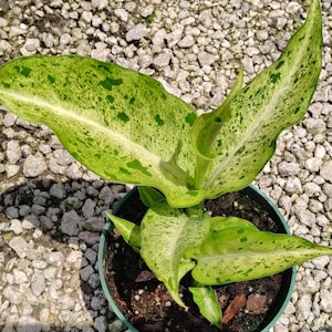 May include: A potted Dieffenbachia plant with large, vibrant green leaves speckled with lighter green spots. The plant is in a dark green pot, set against a backdrop of small, gray pebbles. The leaves have a prominent central vein.