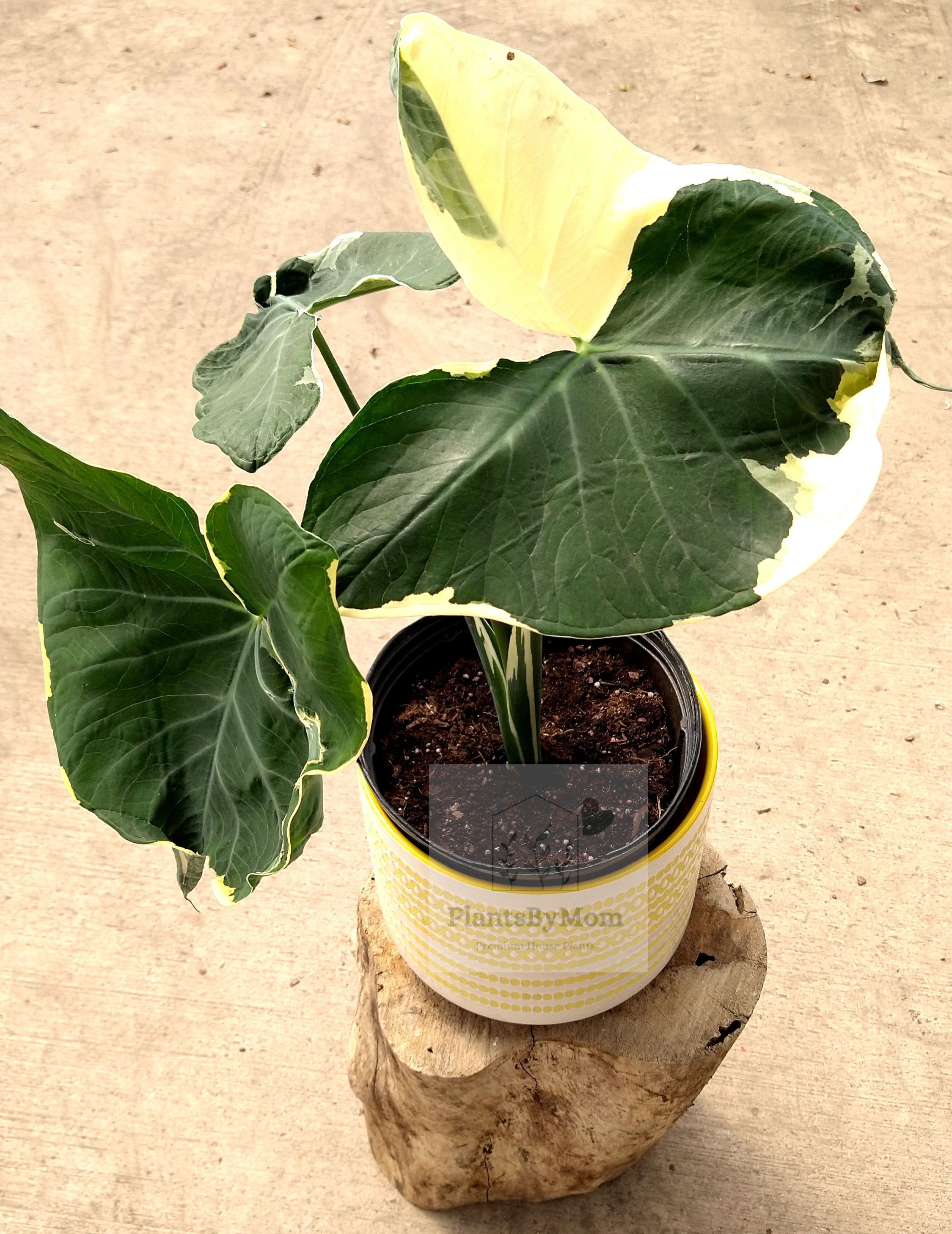 Mickey Mouse Alocasia Care
