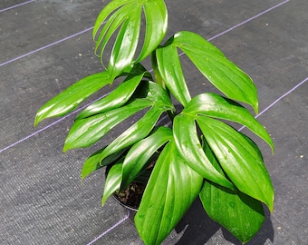 Epipremnum Pinnatum - "Dragon Tail" - Medium Size Pot