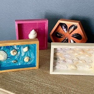 Seashell art boxes; unique shells in painted shadowboxes