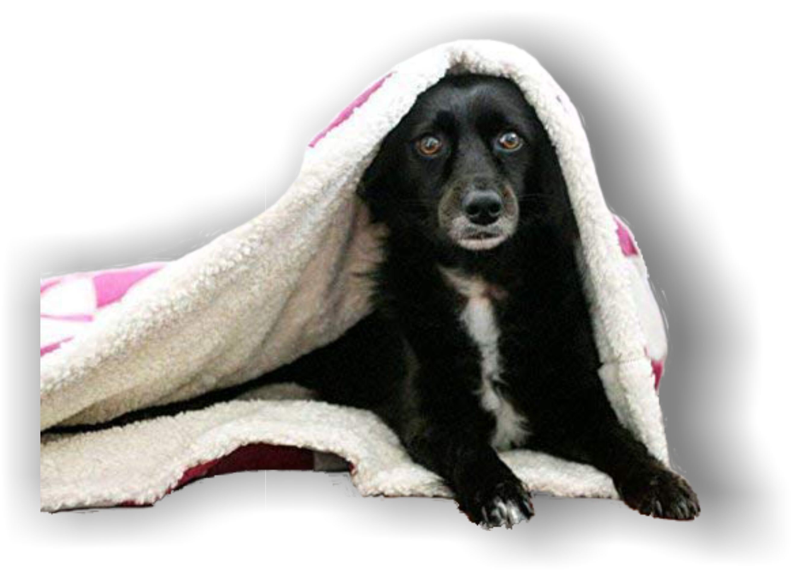 LunaChild Hunde Kuschelhöhle Hundebett Schlafsack Kuschelsack Etsy