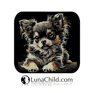 Könnte beinhalten: Eine Nahaufnahme eines braunen und schwarzen Chihuahua-Welpen mit großen Ohren und braunen Augen. Der Welpe liegt auf einem schwarzen Hintergrund.