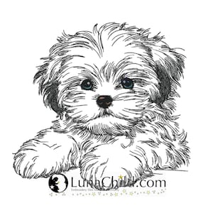 Op de afbeelding: Zwart-witte lijntekening van een kleine, pluche hond met grote, ronde ogen. De hond ligt met zijn kop op zijn poten.