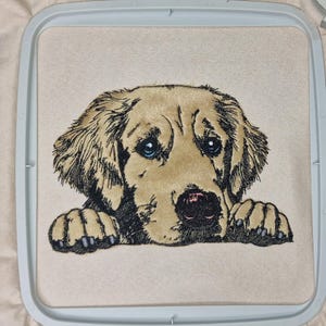Puede incluir: Imagen bordada de un perro Golden Retriever con pelaje marrón claro, ojos azules y nariz rosa. Las patas del perro descansan en el borde inferior. La imagen está dentro de un bastidor de bordado azul claro.