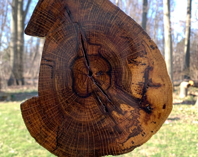Log Nasting Log Squirrel Feeder, Bird Feeder, or Nesting Platform. Can Be Hung or ...