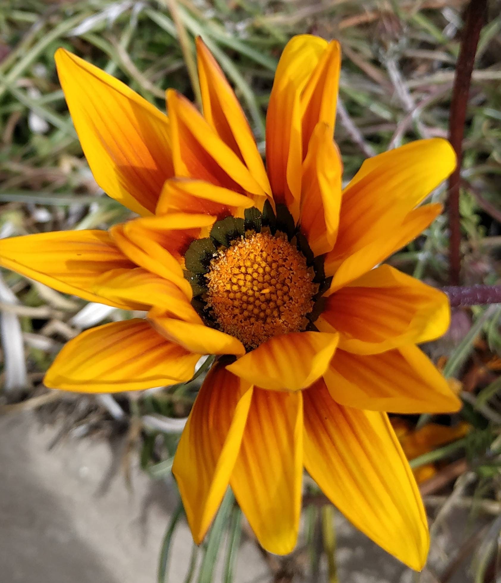 Graines de Gazania