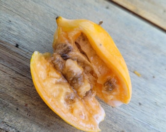 Papaye à feuilles de chêne Vasconeceallea quercifolia 10 graines