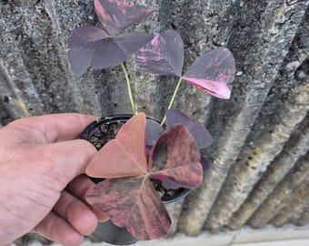 Oxalis triangularis Variegata