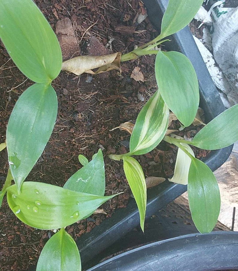 Musa variegata colla 3 Samen Bild 2