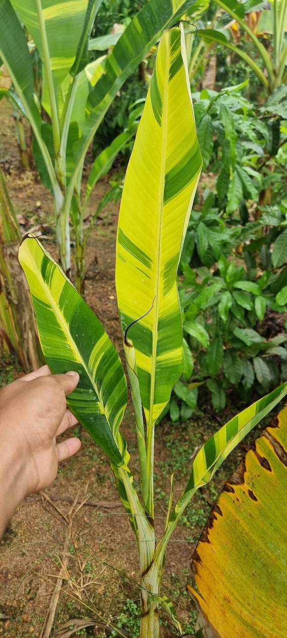 Musa Variegata Seeds Musa Papua (yellow) 10 Seeds - Etsy Denmark